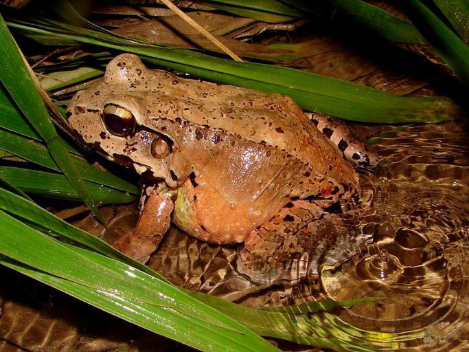 Leptodactylus savagei, plus grosse grenouille du Costa Rica